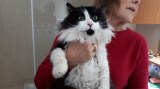 Boris (3)